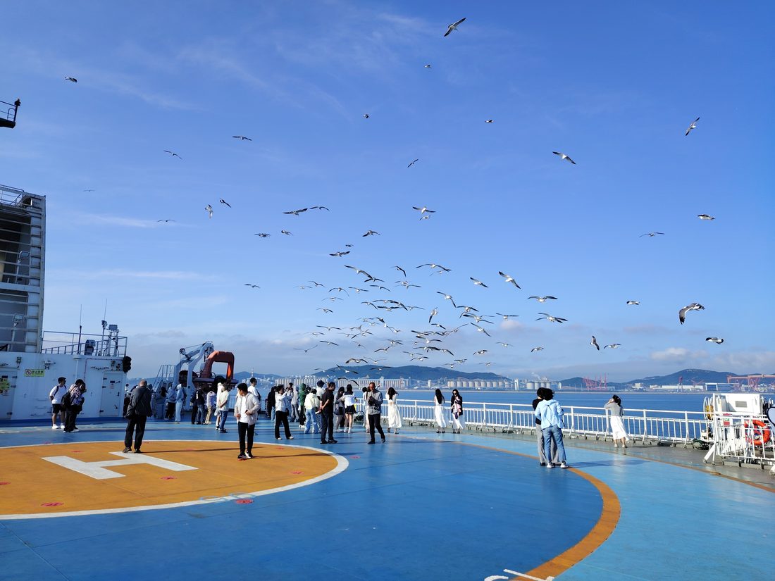 渡轮甲板上的海鸥